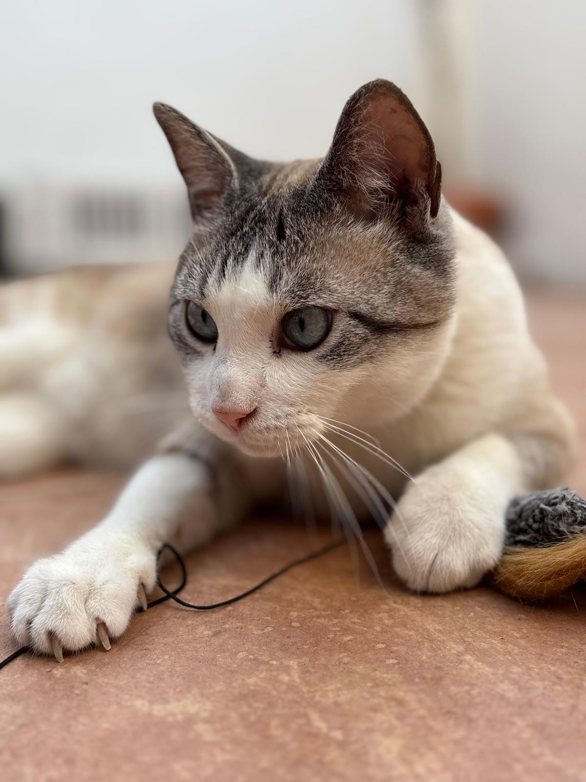 Beni y Camús, dos gatitos blancos en Valencia