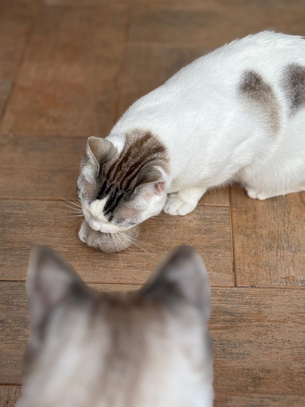 Beni y Camús, gatitos felices con su cat sitter