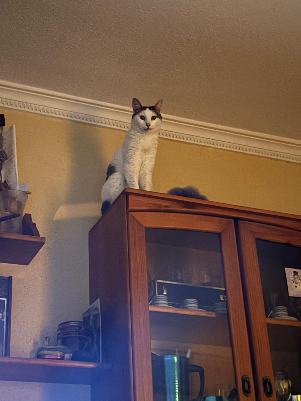 Dobby, gatita cuidada con cariño en Valencia
