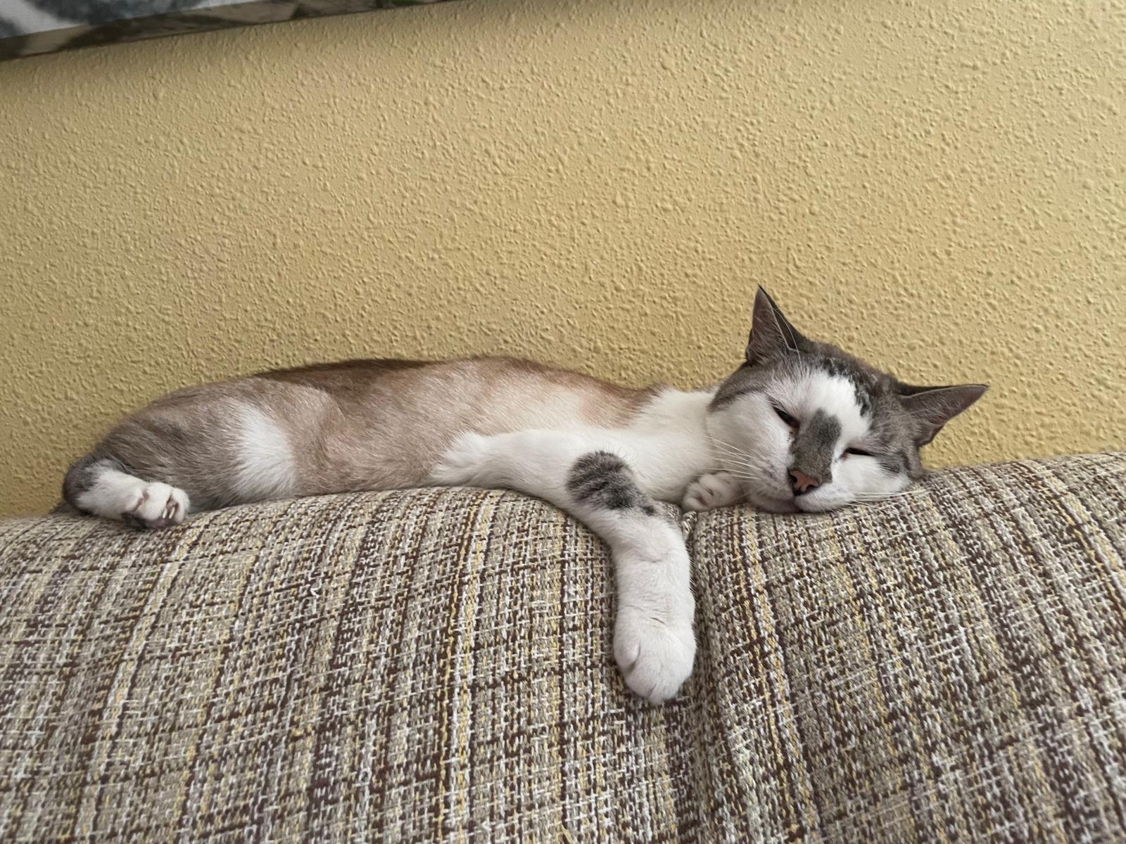 Ludo durmiendo en el sofá